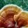 mushroom-ganoderma-life-human