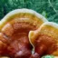 BIOCATALYST FROM MUSHROOM FOR MEDICINE FOUND